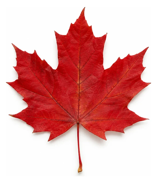 Hoja de arce canadiense